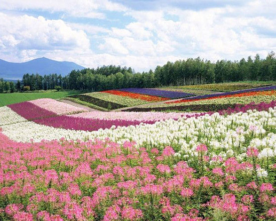 景观花海设计 景观花海设计