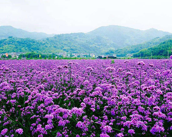 一二年生花卉 一二年生花卉