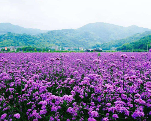 一二年生花卉