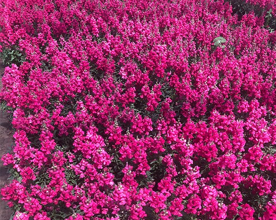 花海景观工程